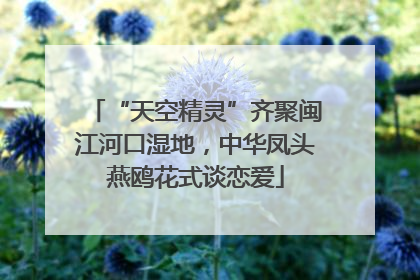 “天空精灵”齐聚闽江河口湿地，中华凤头燕鸥花式谈恋爱
