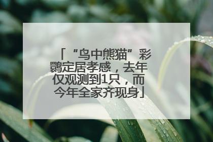 “鸟中熊猫”彩鹮定居孝感，去年仅观测到1只，而今年全家齐现身