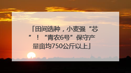 田间选种，小麦强“芯”！“青农6号”保守产量亩均750公斤以上