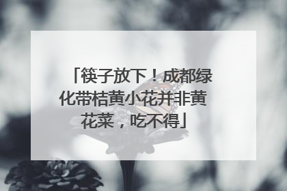 筷子放下！成都绿化带桔黄小花并非黄花菜，吃不得