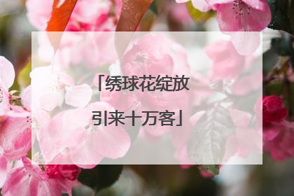 绣球花绽放 引来十万客