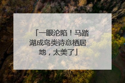 一眼沦陷！马踏湖成鸟类诗意栖居地，太美了