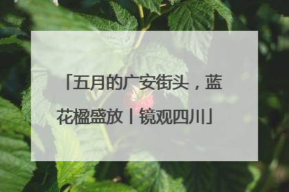五月的广安街头，蓝花楹盛放丨镜观四川
