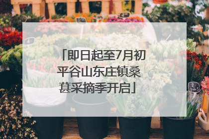 即日起至7月初 平谷山东庄镇桑葚采摘季开启