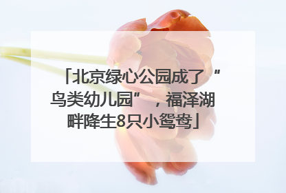 北京绿心公园成了“鸟类幼儿园”，福泽湖畔降生8只小鸳鸯
