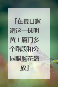 在夏日邂逅这一抹明黄！厦门多个路段和公园腊肠花盛放