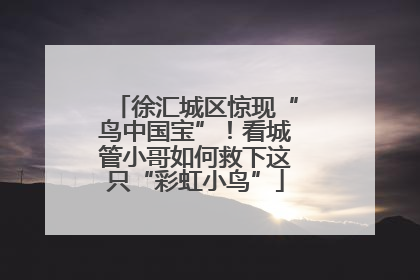 徐汇城区惊现“鸟中国宝”！看城管小哥如何救下这只“彩虹小鸟”