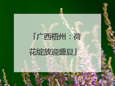 广西梧州：荷花绽放迎盛夏