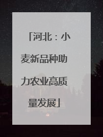 河北：小麦新品种助力农业高质量发展