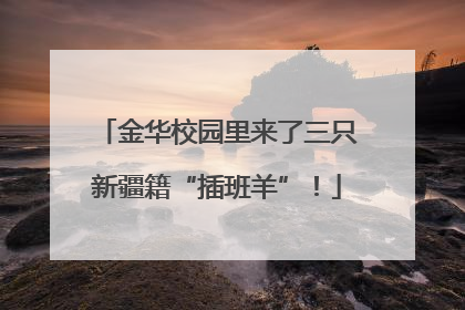 金华校园里来了三只新疆籍“插班羊”！