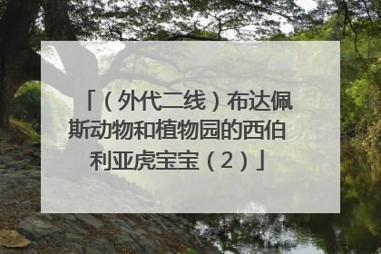 （外代二线）布达佩斯动物和植物园的西伯利亚虎宝宝（2）