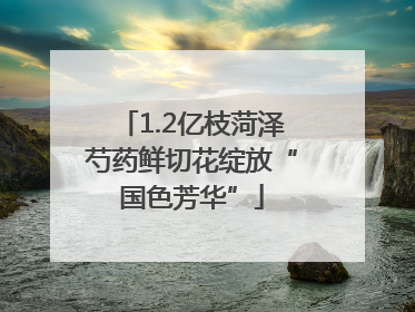 1.2亿枝菏泽芍药鲜切花绽放“国色芳华”